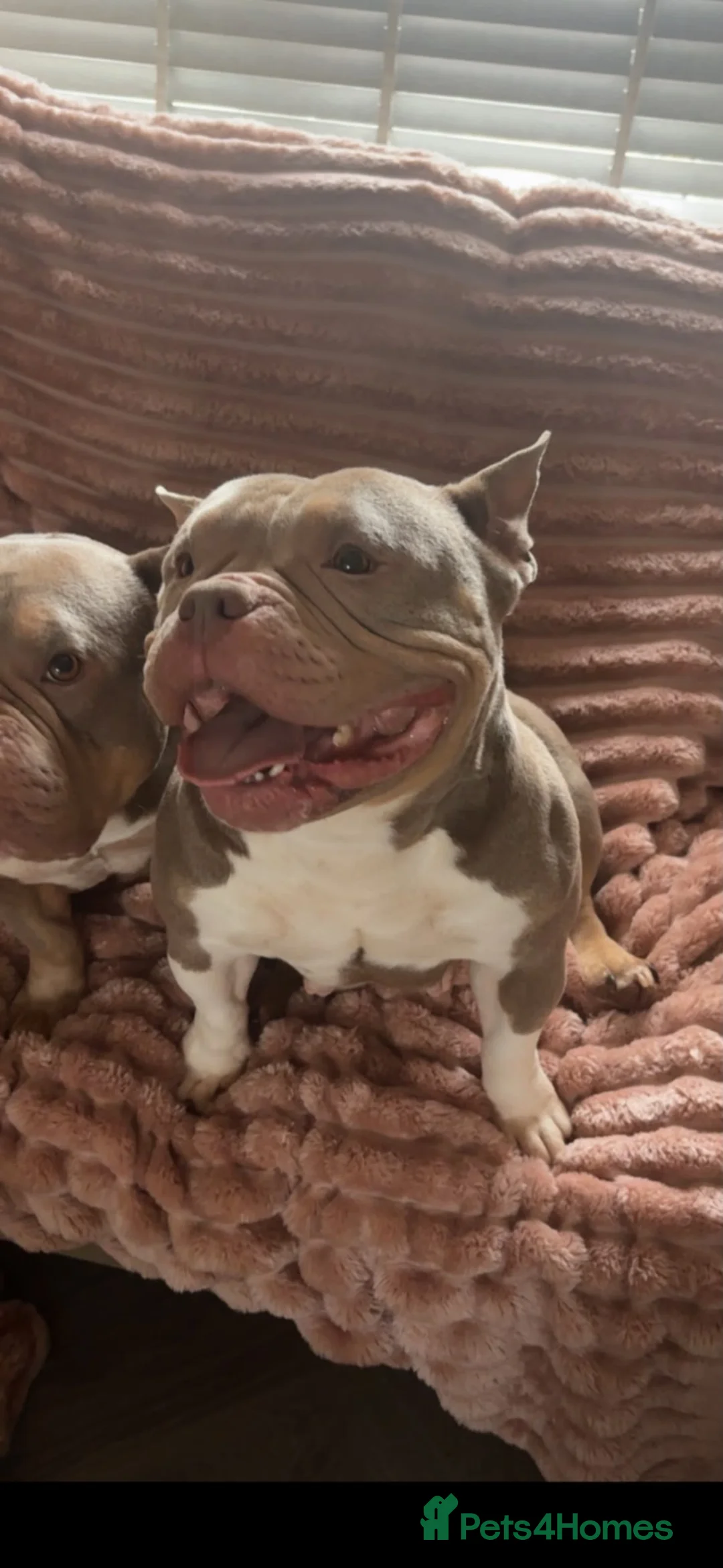 English Bulldog dogs for sale: Need rehoming please asap in Feltham - Advert 1