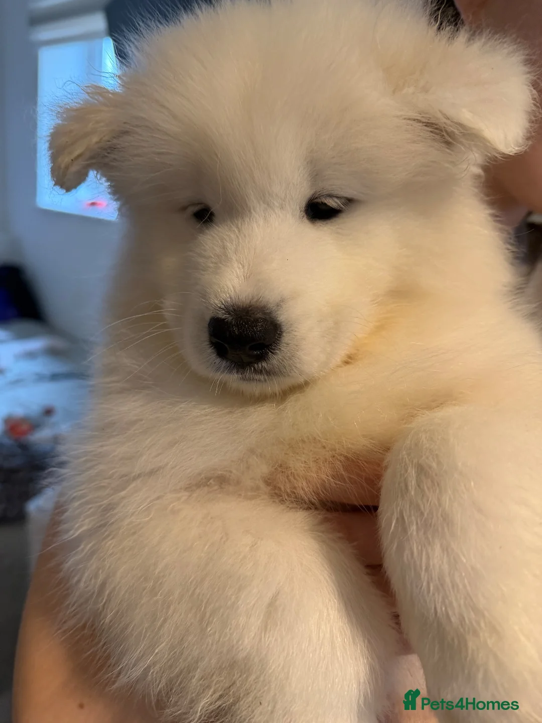 Samoyed dogs for sale: Beautiful pedigree kc Samoyed  - Advert 1