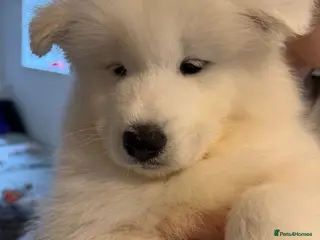 Samoyed dogs Beautiful pedigree kc Samoyed - Advert 16