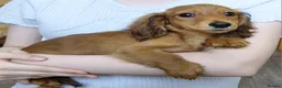 Miniature Dachshund dogs for sale: ✨️Beautiful Longhaired Minis✨️Lovely Temperments✨️ - Advert 21