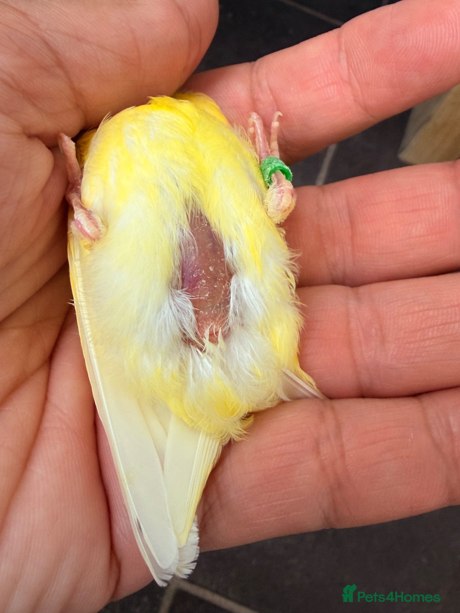 Canaries birds x3 hens canary’s fit and healthy  - Advert 9