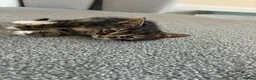 Mixed Breed cats for sale: Tabby kittens - Advert 13