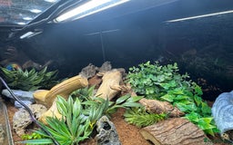 Leopard Gecko reptiles for sale: Leopard gecko with full setup  - Image 4