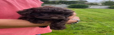 Cockapoo 1