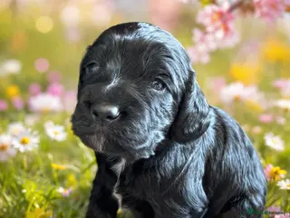 Cockapoo dogs 🌟 1 boy available 🌟 Cockapoo - Advert 18
