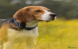 Beagle dogs for stud: Pedigree Beagle for Stud in Aldershot - Image 3