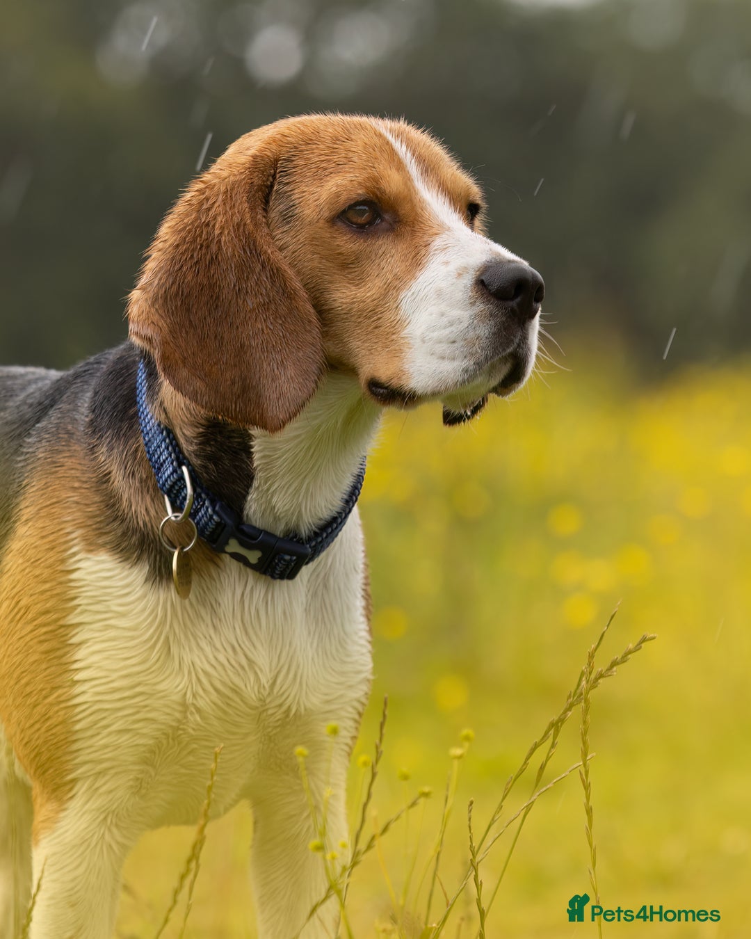Beagle dogs for stud: Pedigree Beagle for Stud in Aldershot - Image 3