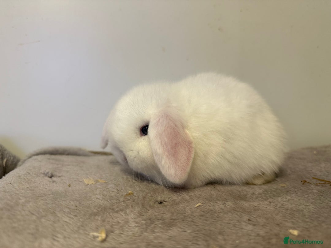 Mini Lop rabbits for sale: Pure mini lops rabbits ready end of December  - Advert 7