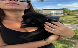 Labrador Retriever dogs for sale: KC Registered Black Labrador Pups 🐾 - Image 22