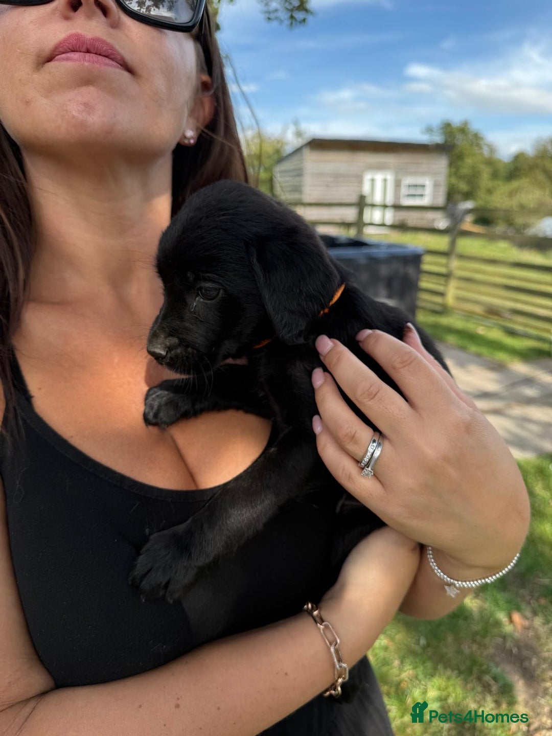Labrador Retriever dogs for sale: KC Registered Black Labrador Pups 🐾 - Image 22