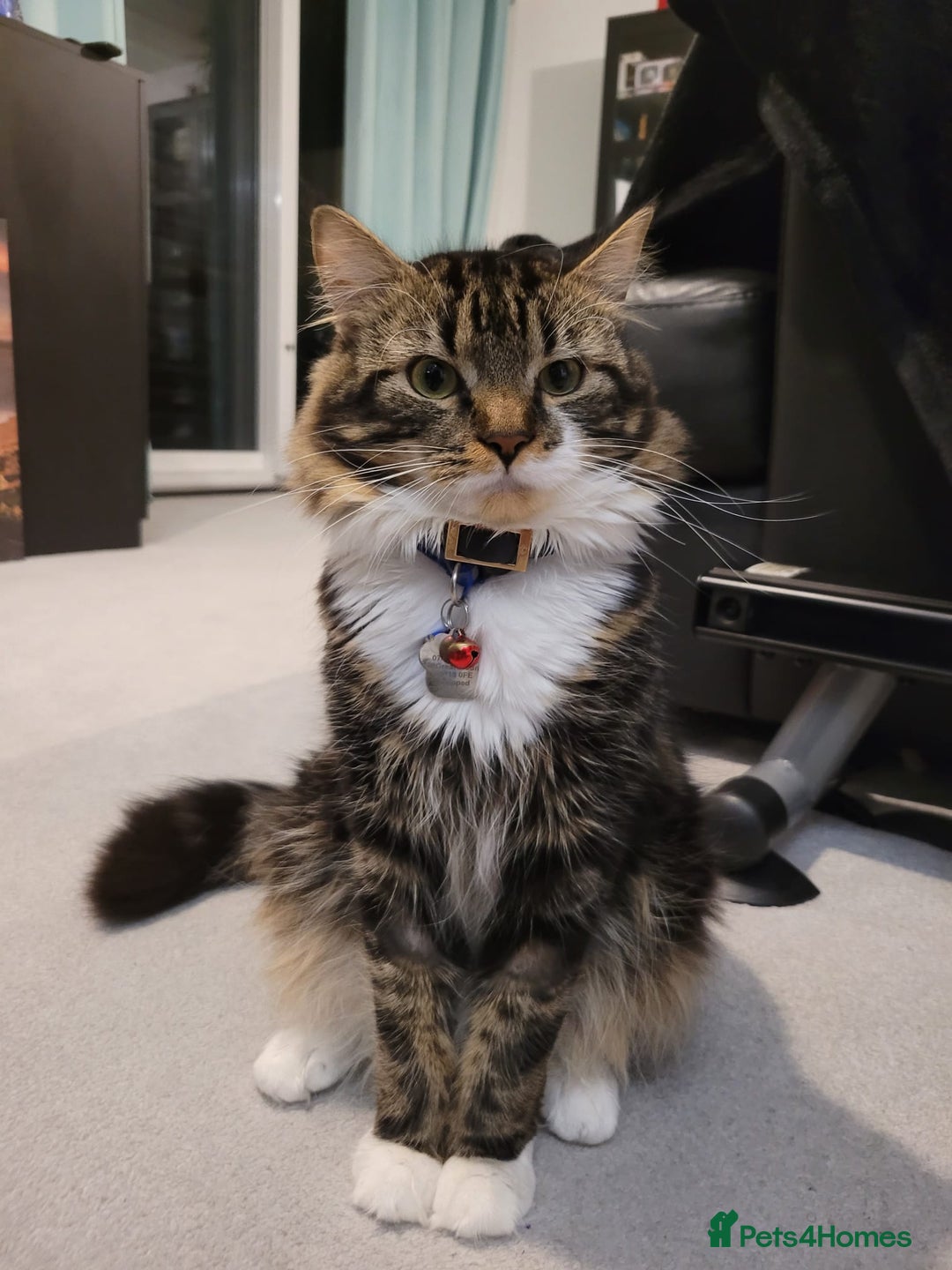 Mixed Breed cats for sale: Lovely Adult Tabby Cat Looking to be Rehomed - Advert 3