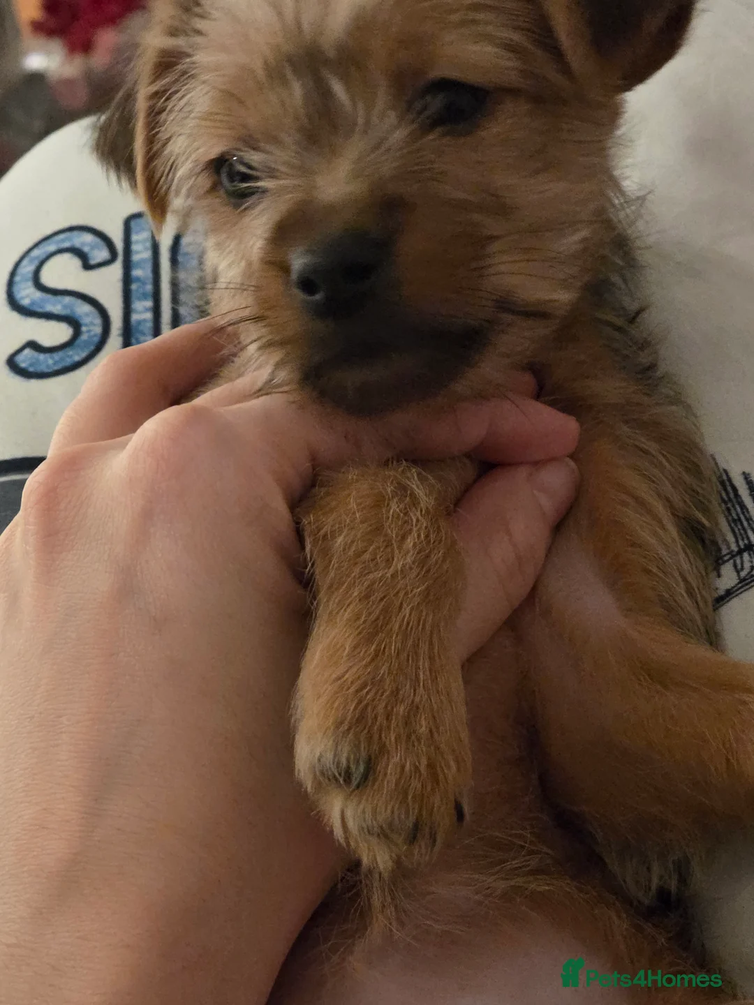 Yorkshire Terrier dogs for sale: Yorkshire Terrier Puppie  in Leeds - Advert 3