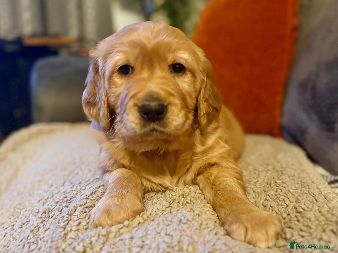 Golden Retriever dogs for sale: Beautiful Chunky Golden Retriever Pups - Advert 4