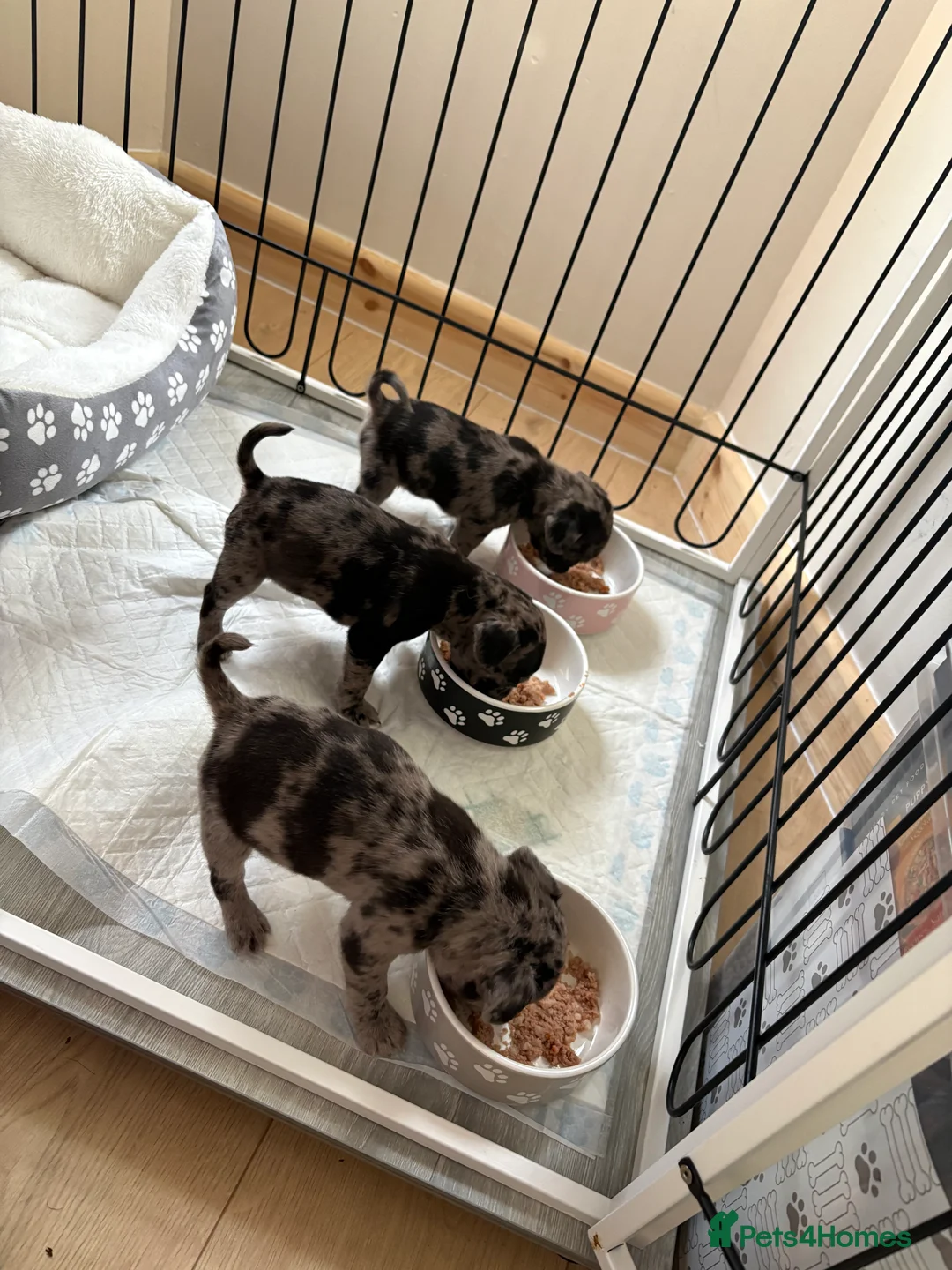 Frug dogs for sale: Puppy Merle pug  - Advert 2