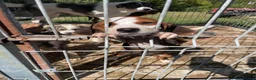 Mixed Breed dogs for adoption: JUNIE FOR ADOPTION CORNWALL/DEVON/SOMERSET BORDER - Advert 12