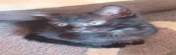 Mixed Breed cats for sale: Mixed litter of kittens  in Wigan - Advert 4