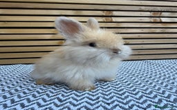 Angora rabbits for sale: Full Face English Angora’s  - Image 5