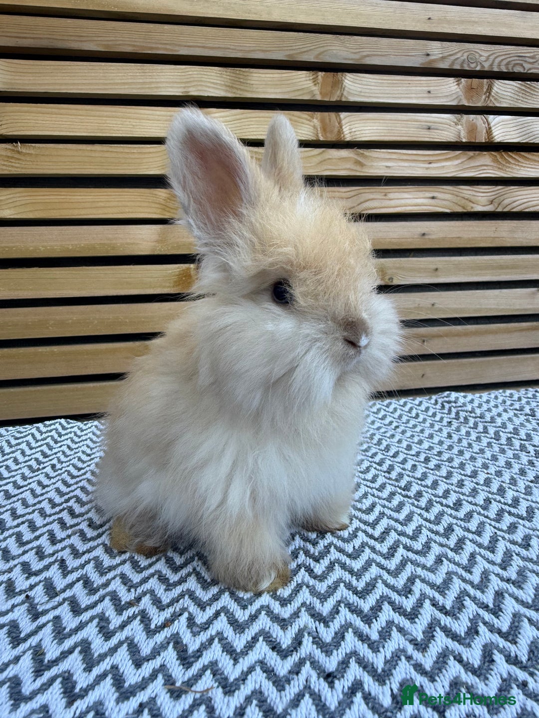 Angora rabbits for sale: Full Face English Angora’s  - Image 5