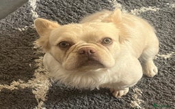 French Bulldog dogs for sale: Gorgeous fluffy Frenchie female  - Image 6