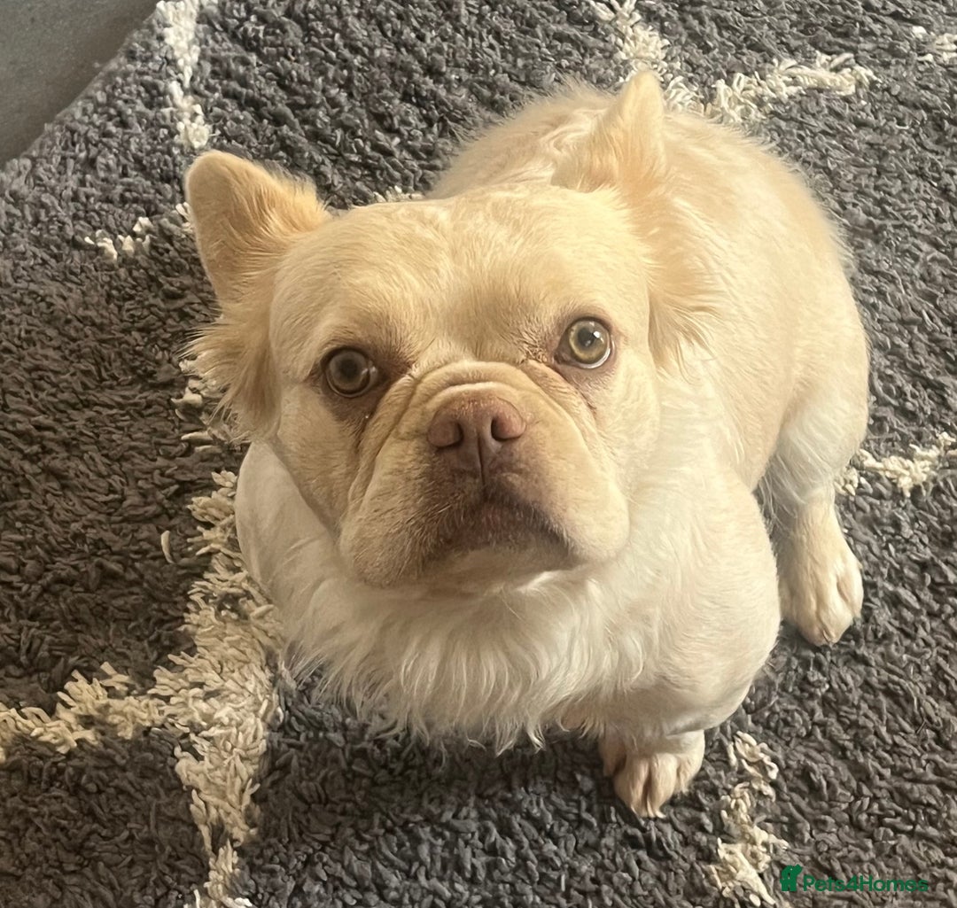 French Bulldog dogs for sale: Gorgeous fluffy Frenchie female  - Image 6