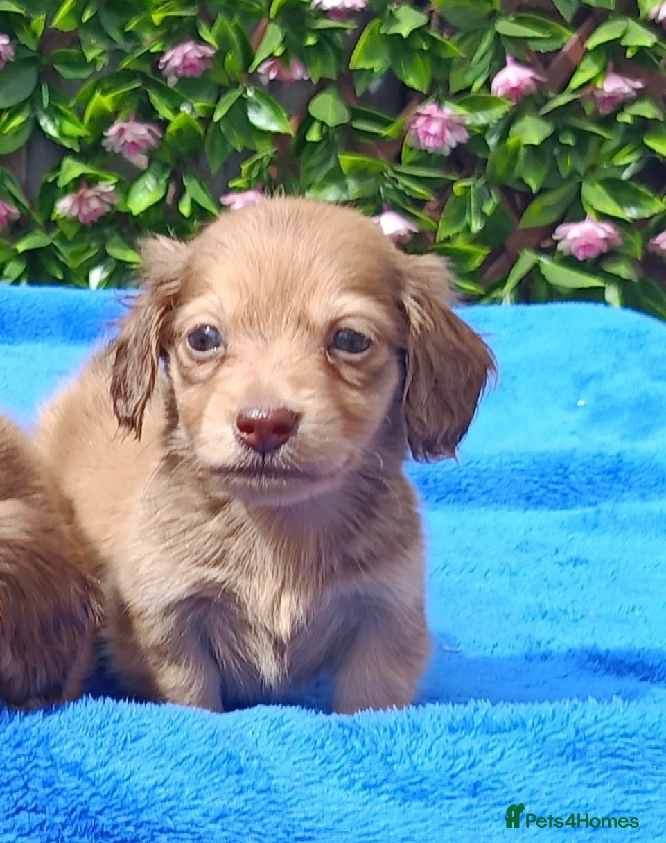 Miniature Dachshund dogs STUNNING MINI LONG HAIR KC REG PRA CLEAR - Advert 2