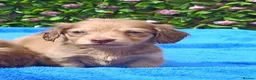 Miniature Dachshund dogs for sale: STUNNING MINI LONG HAIR KC REG PRA CLEAR - Advert 7