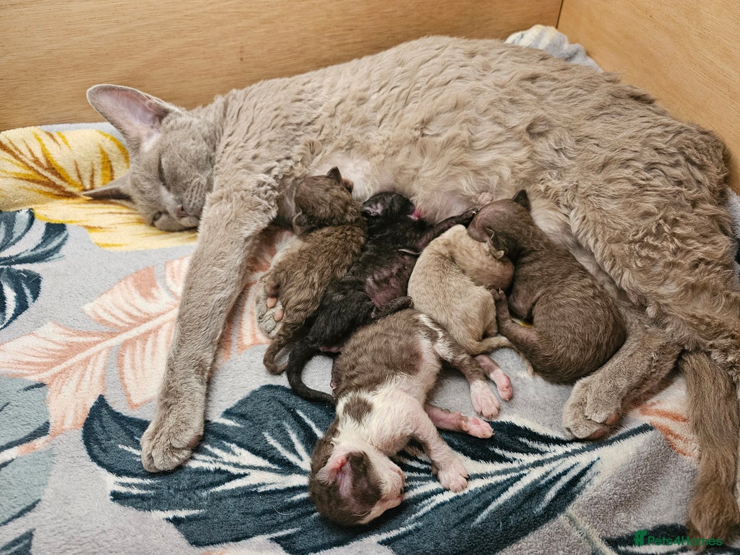 Devon Rex cats for sale: 🎉❤️ Full pedigree, healthy Devon rex boy 🎉❤️ - Image 13