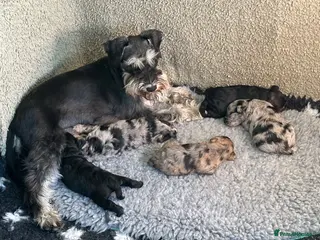 Schnoodle dogs Rare Schnoodle Babies - Advert 9