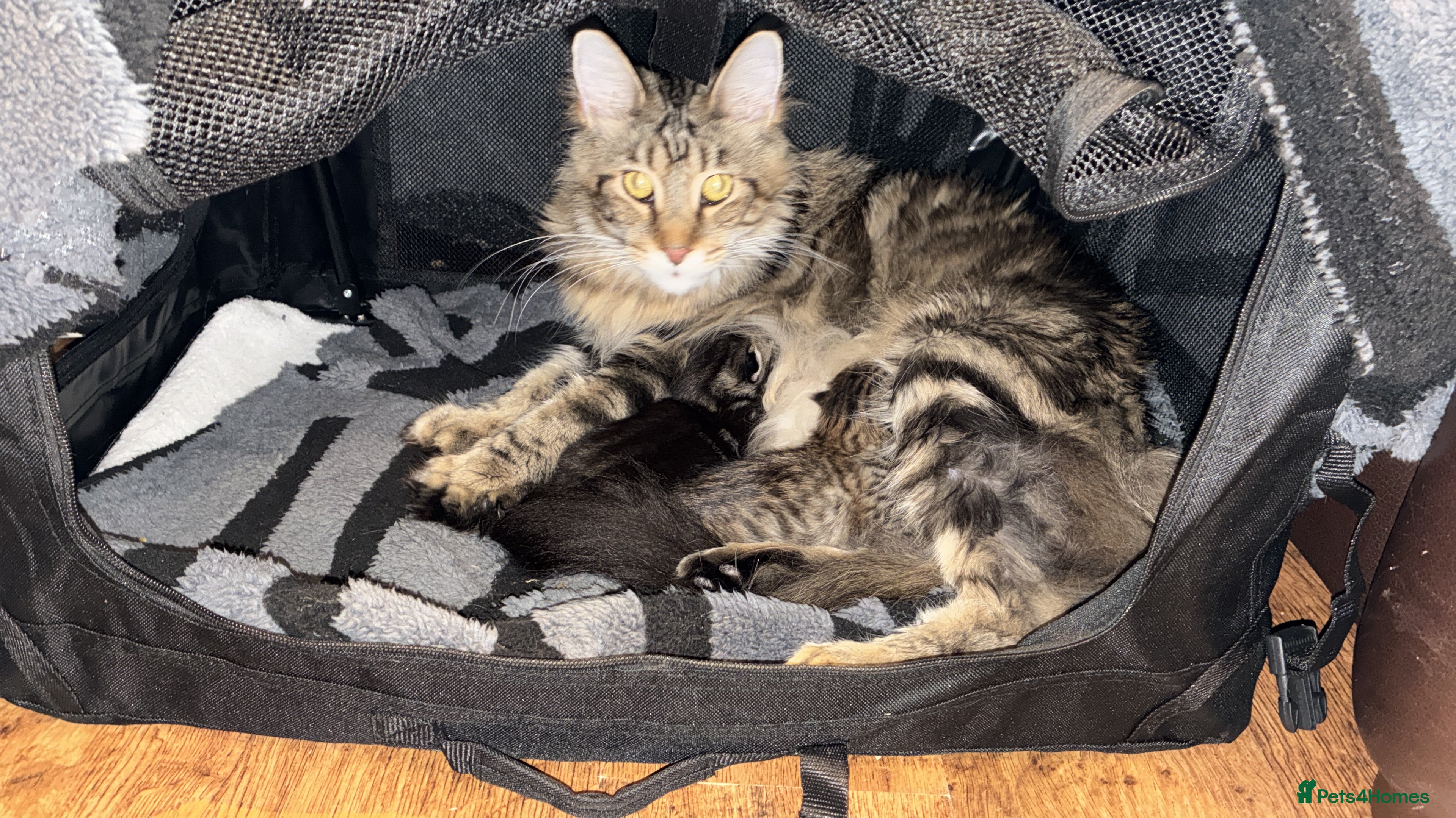 Mixed Breed cats Stunning 3/4 Mainecoon kittens - Advert 8