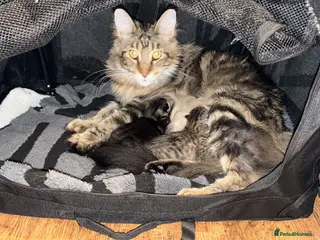Mixed Breed cats Stunning 3/4 Mainecoon kittens - Advert 8