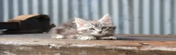 Maine Coon cats for sale: Xl Maine coon kittens parents Russian imports  - Advert 29
