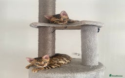 Bengal cats for sale: TICA register.ONLY 2 BOYS 🙀😺LEFT !!! in Northampton - Image 12