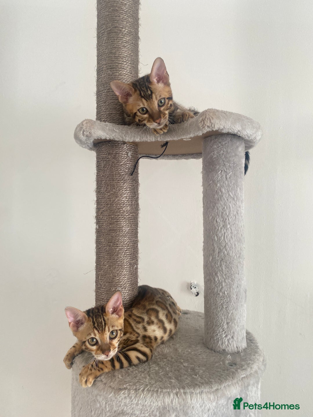 Bengal cats for sale: TICA register.ONLY 2 BOYS 🙀😺LEFT !!! in Northampton - Image 12