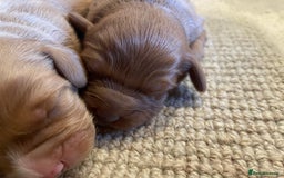 Cockapoo dogs for sale: F1 Cockapoo Red, Apricot. Health & genetic test - Image 9