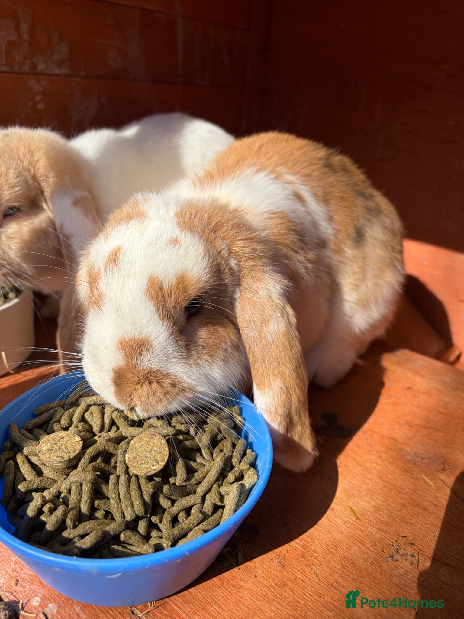 Mixed Breed rabbits Hopsy and flopsy the rabbits - Advert 5