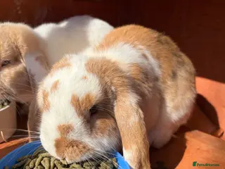 Mixed Breed rabbits Hopsy and flopsy the rabbits - Advert 5