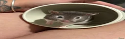 Hamster rodents for sale: Super Friendly Male Syrian And Set Up - Advert 2