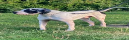 Mastiff dogs for sale: bully kutta male - Advert 5