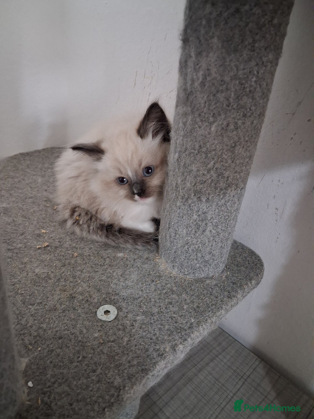 Ragdoll cats for sale: 3 Beautiful ragdoll girls ready  - Image 22