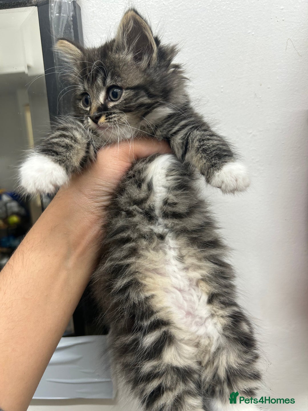 Mixed Breed cats for sale: DLH kittens x tabby females - Image 1