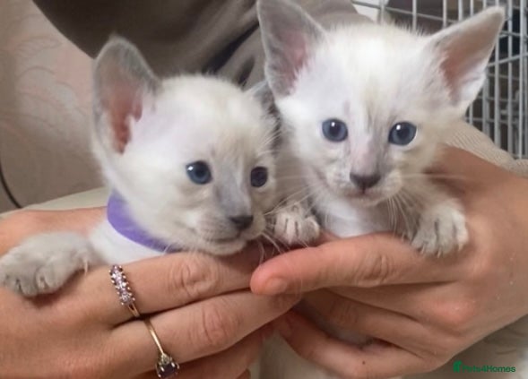 Siamese cats Full Siamese kittens  - Advert 12