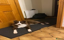 Border Collie dogs for sale: Border collie  - Image 5