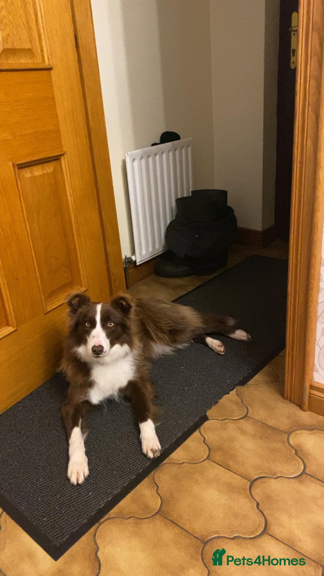 Border Collie dogs for sale: Border collie  - Image 5