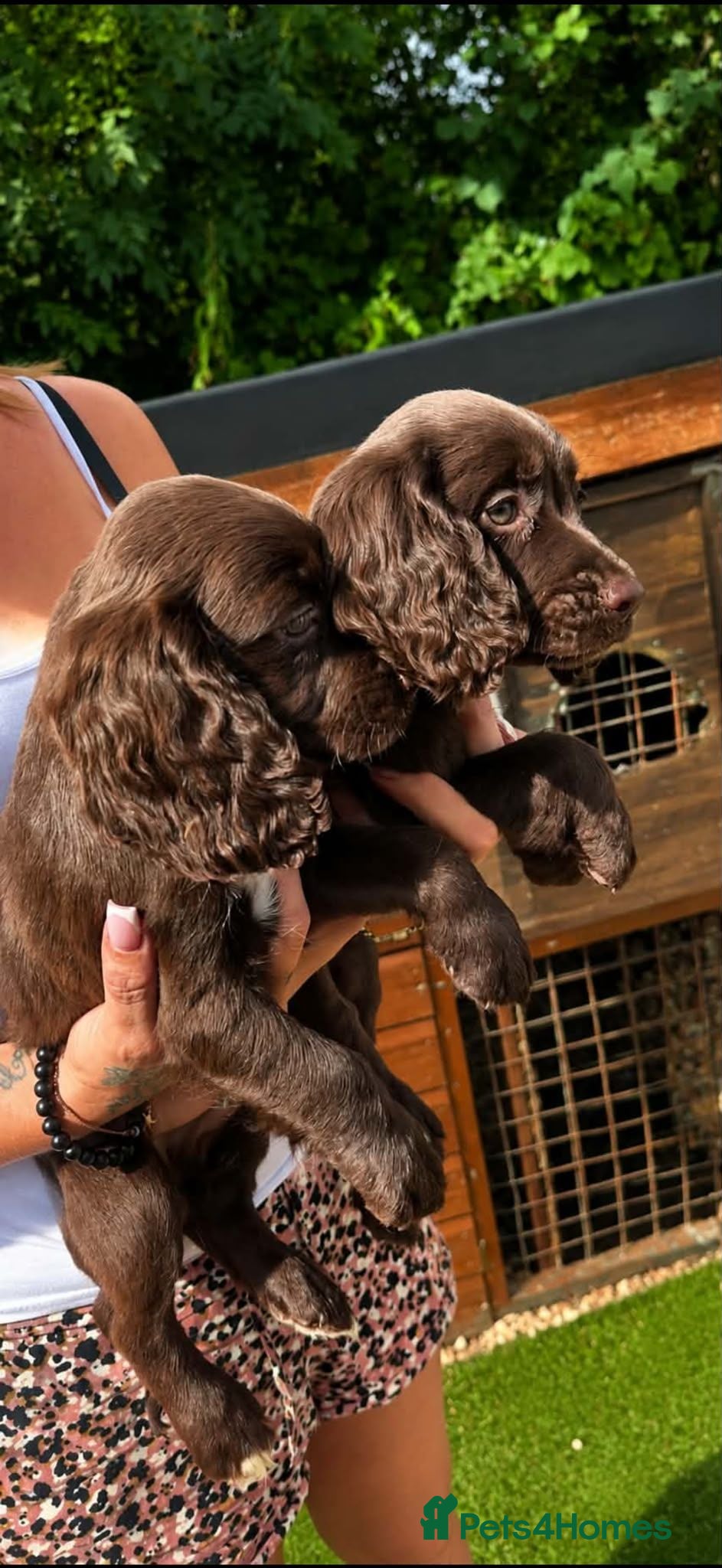 Cocker Spaniel dogs **REDUCED **Beautiful Merle Cocker Spaniel puppies - Advert 1