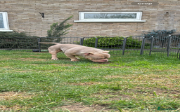 American Bully dogs for sale: American bully puppy twins available  - Image 9