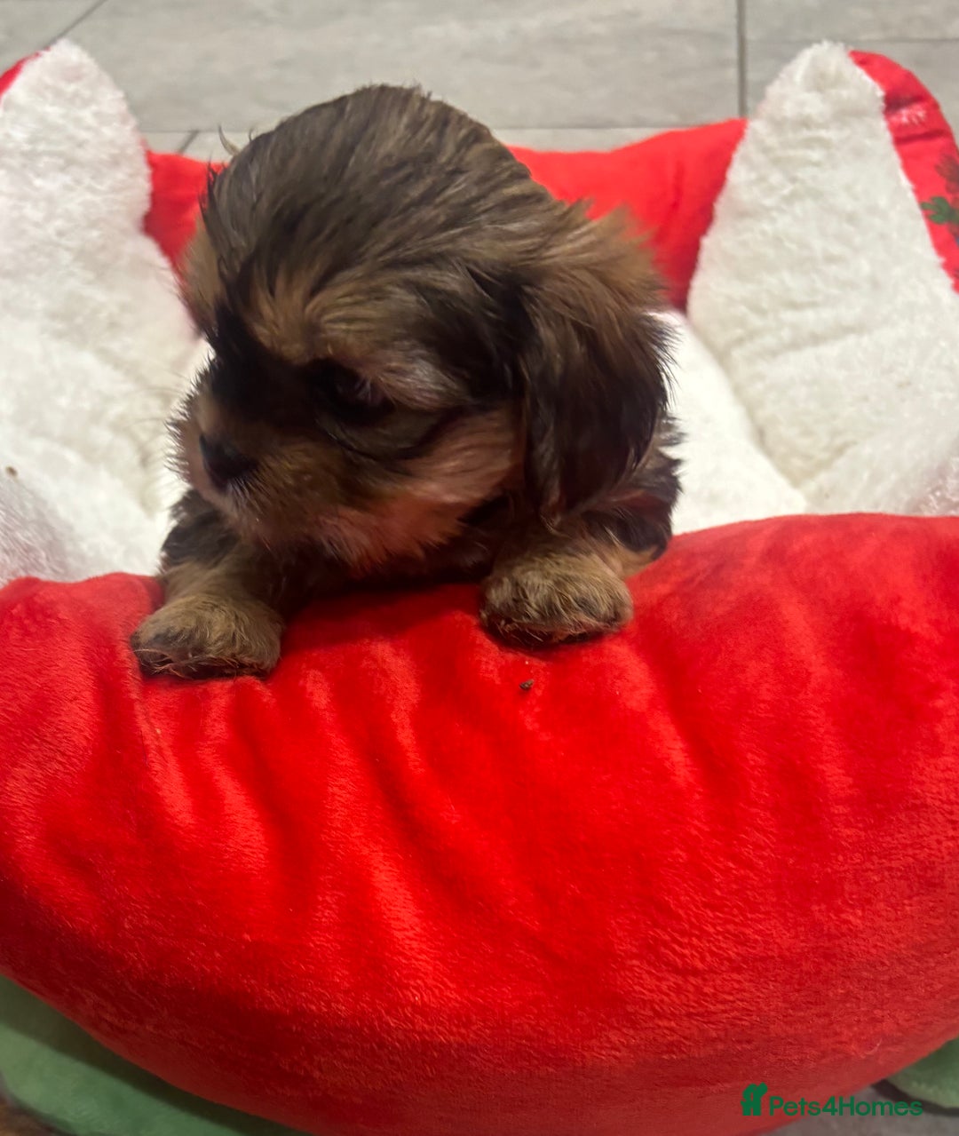 Shih Tzu dogs for sale: Beautiful Shih Tzu puppies - Image 8