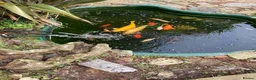 Koi Carp fish for sale: Koi and goldfish for sale  in Exeter - Advert 9