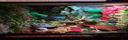 Frog reptiles for sale: 2 male tree frogs with complete set up in Glossop - Advert 5