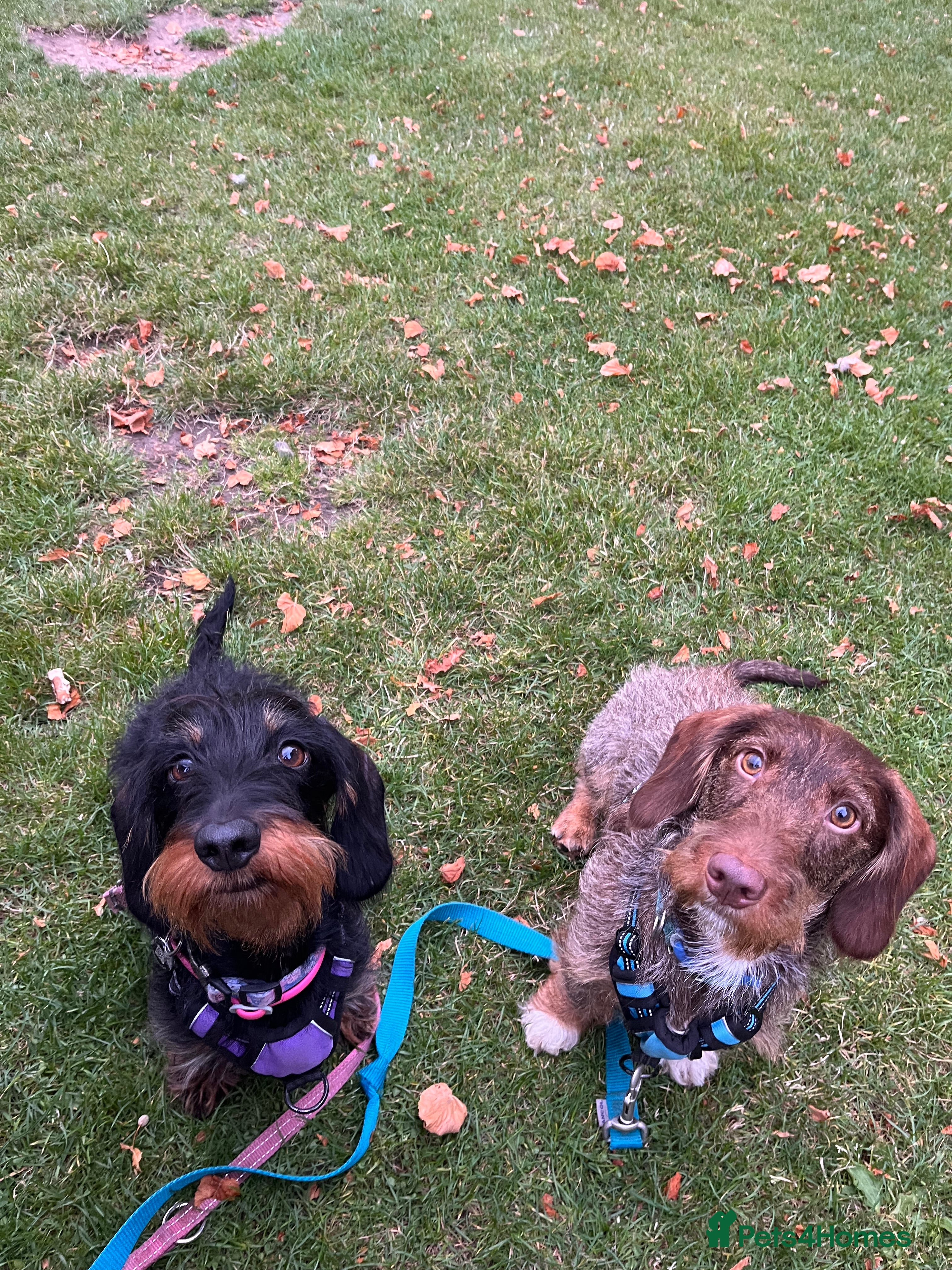 Dachshund dogs Wirehaired dachshund puppies  - Advert 10