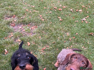 Dachshund dogs Wirehaired dachshund puppies - Advert 9